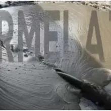 خرید-آرموژل